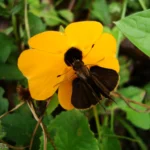 Thunbergia alata (21)