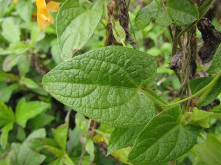 Thunbergia alata (18)