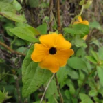 Thunbergia alata (13)