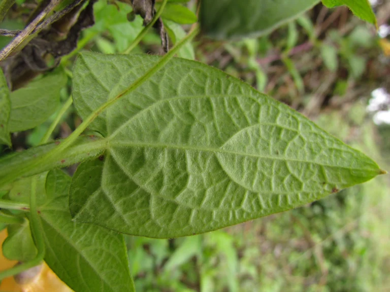 Thunbergia alata (14)