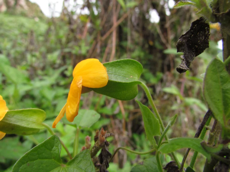 Thunbergia alata (11)