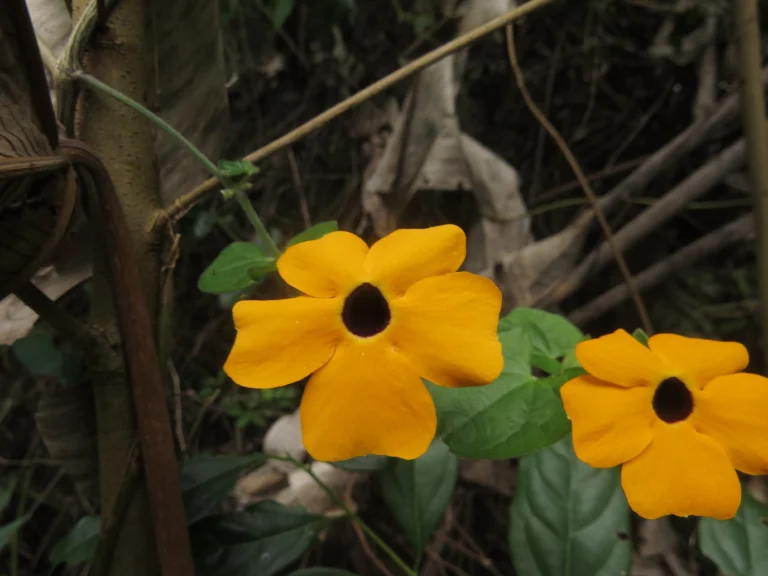 Thunbergia alata (4)
