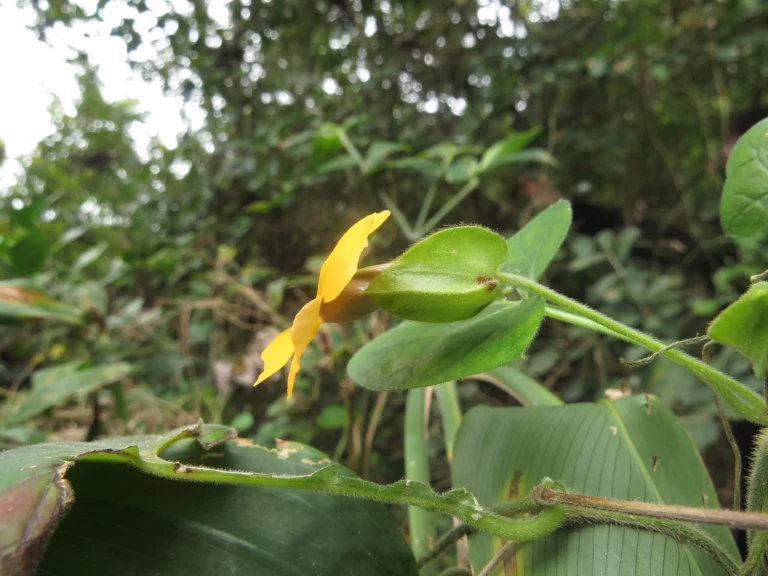Thunbergia alata (2)