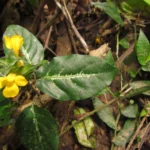 Stenandrium tenellum (5)