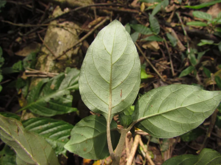 Stenandrium tenellum (6)