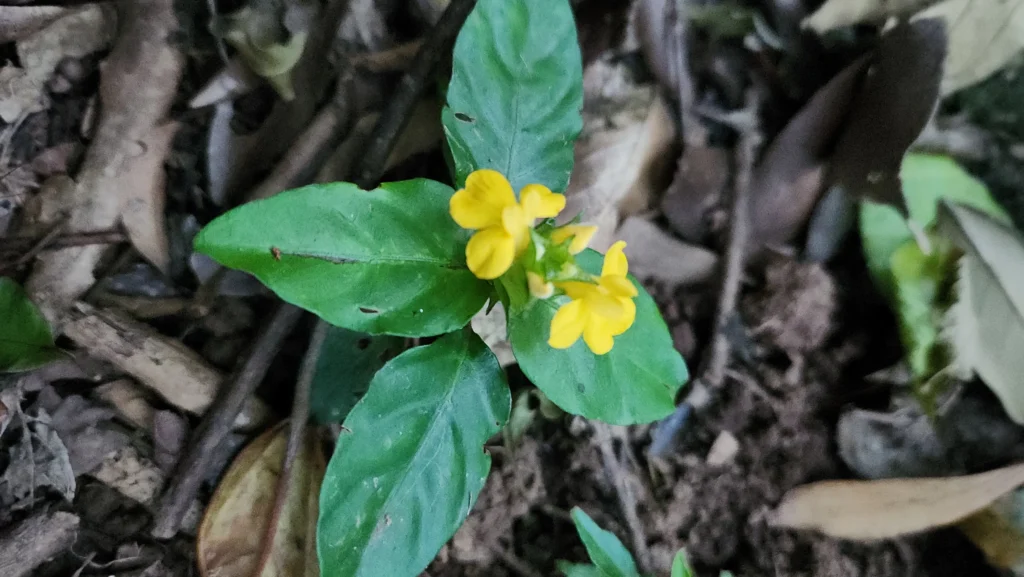 Stenandrium tenellum (2)
