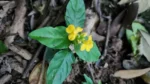 Stenandrium tenellum (2)