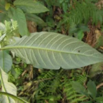 Staurogyne sylvatica (11)