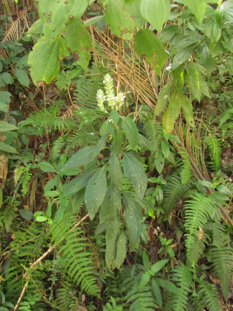 Staurogyne sylvatica (8)