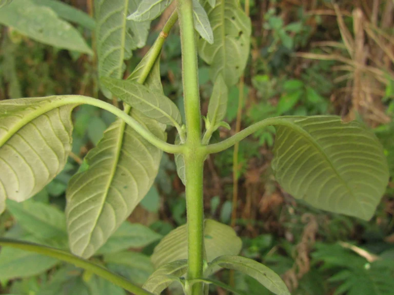Staurogyne sylvatica (7)
