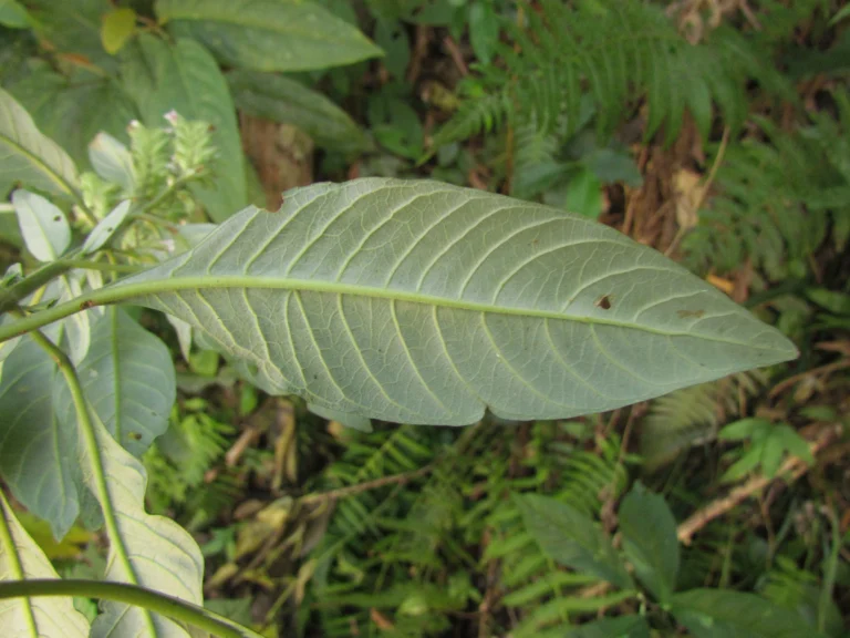 Staurogyne sylvatica (5)