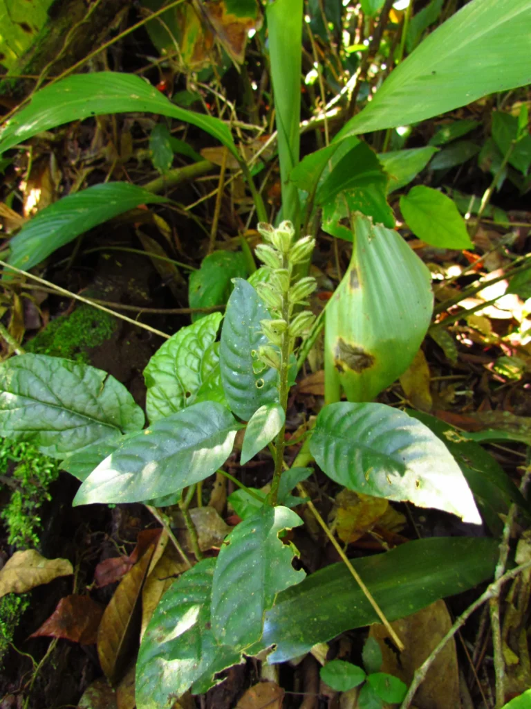 Staurogyne eustachya (15)