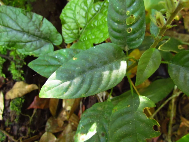 Staurogyne eustachya (13)