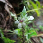 Staurogyne eustachya (5)