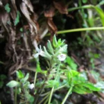 Staurogyne eustachya (3)