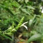 Schaueria paranaensis (8)