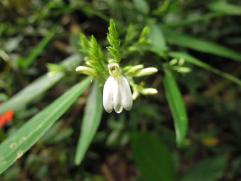 Schaueria paranaensis (7)