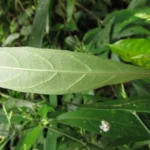 Schaueria paranaensis (3)