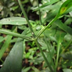 Schaueria paranaensis (1)