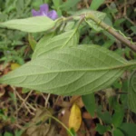 Ruellia squarrosa (10)