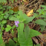 Ruellia squarrosa (5)