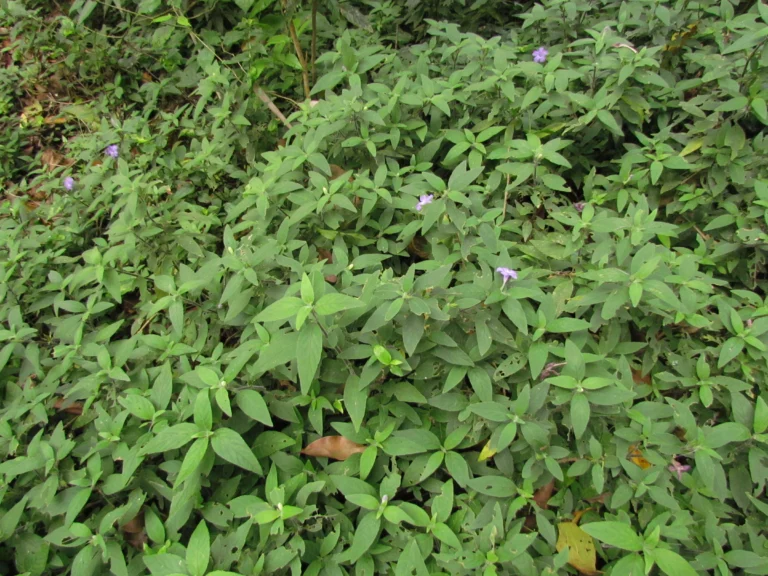 Ruellia squarrosa (3)