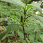 Ruellia squarrosa (1)