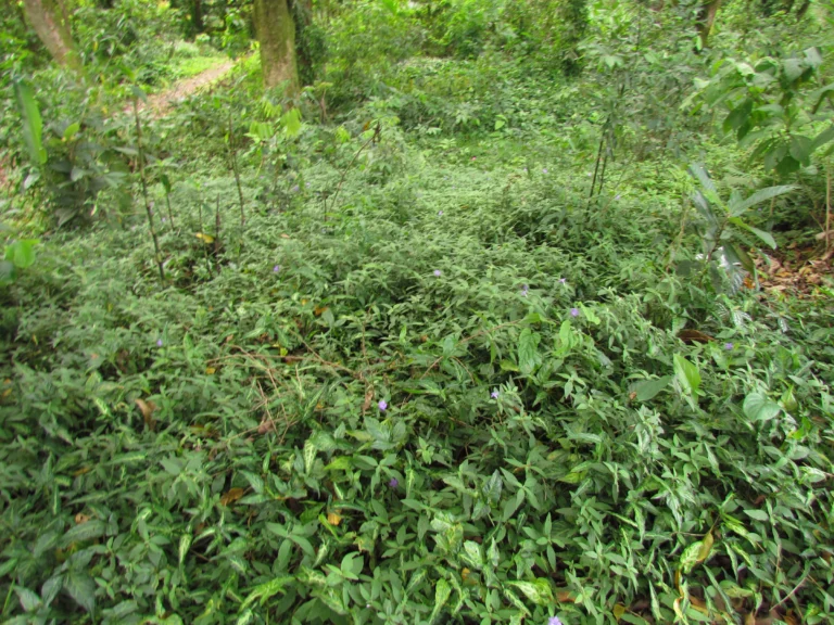 Ruellia squarrosa (2)