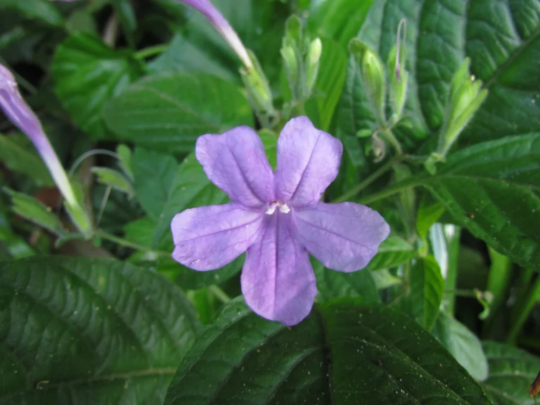 Ruellia reitzii (19)