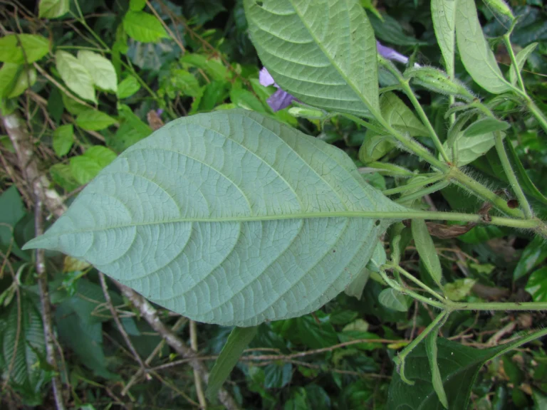 Ruellia reitzii (17)