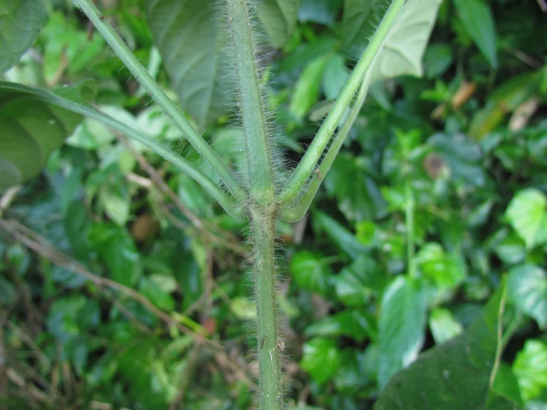 Ruellia reitzii (15)