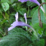 Ruellia reitzii (8)
