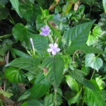 Ruellia reitzii (4)
