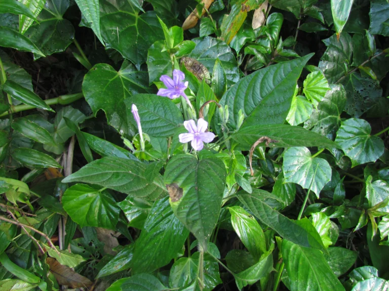 Ruellia reitzii (4)