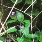 Ruellia reitzii (3)