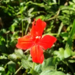 Ruellia elegans (12)
