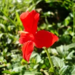 Ruellia elegans (13)