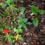 Ruellia elegans (10)