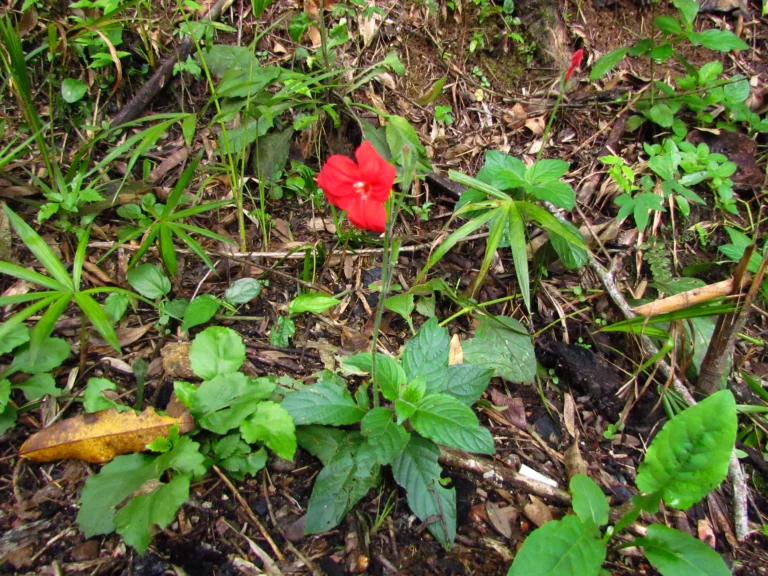 Ruellia elegans (5)