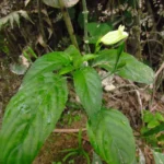 Ruellia brevifolia (24)