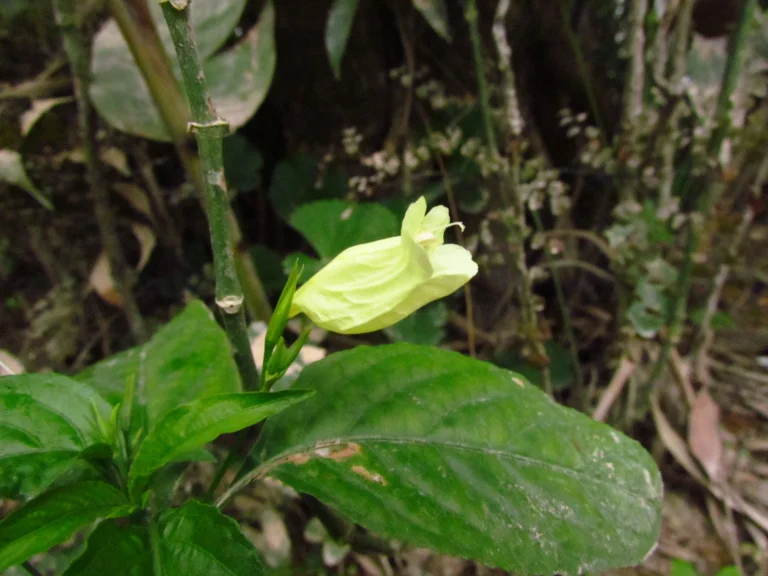 Ruellia brevifolia (22)