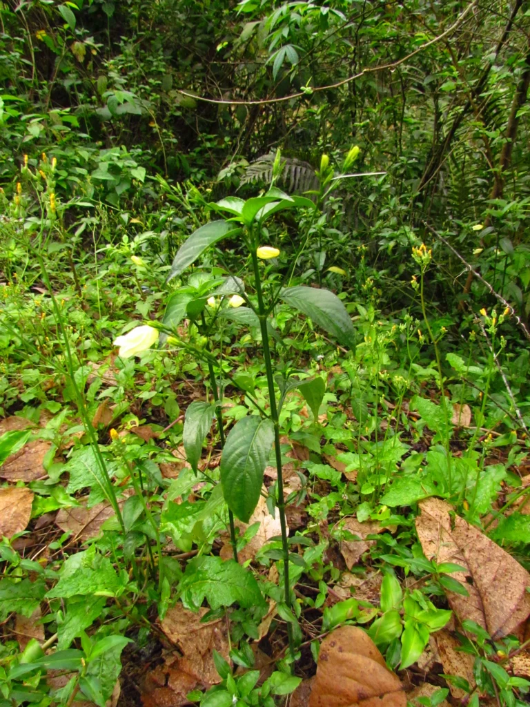 Ruellia brevifolia (14)