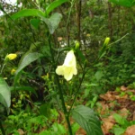 Ruellia brevifolia (12)