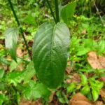 Ruellia brevifolia (8)