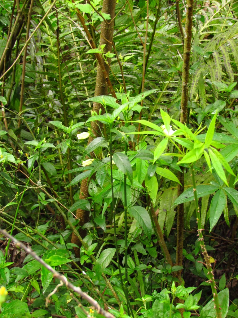 Ruellia brevifolia (7)