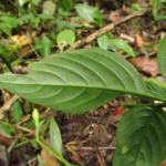Ruellia brevifolia (5)