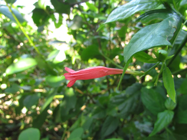 Ruellia angustiflora (18)
