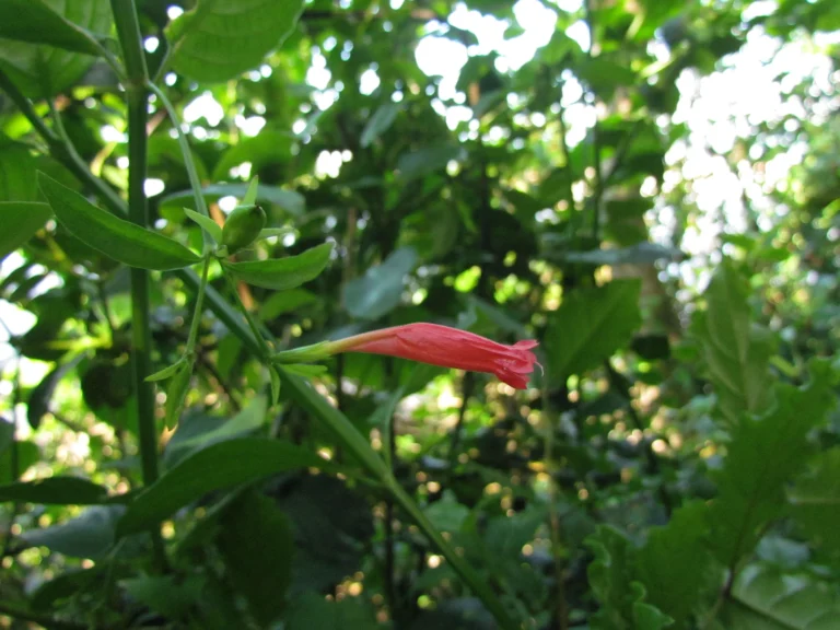 Ruellia angustiflora (15)