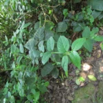 Ruellia angustiflora (11)