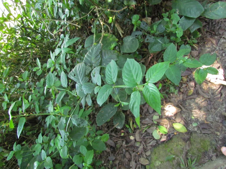 Ruellia angustiflora (11)